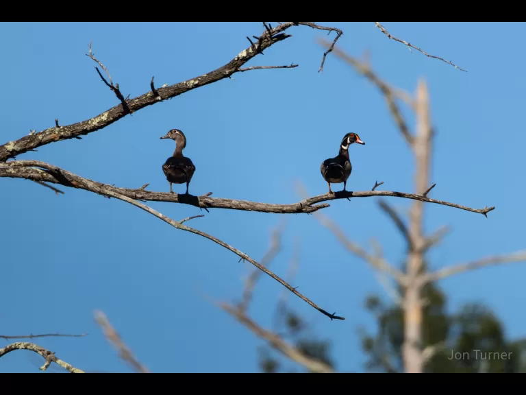 A wood duck at SVT's Smith Conservation Land in Littleton, photographed by Jon Turner.
