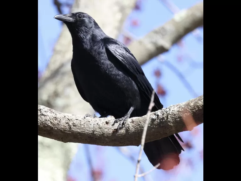 An American crow at Hager Pond in Marlborough, photographed by Steve Forman.