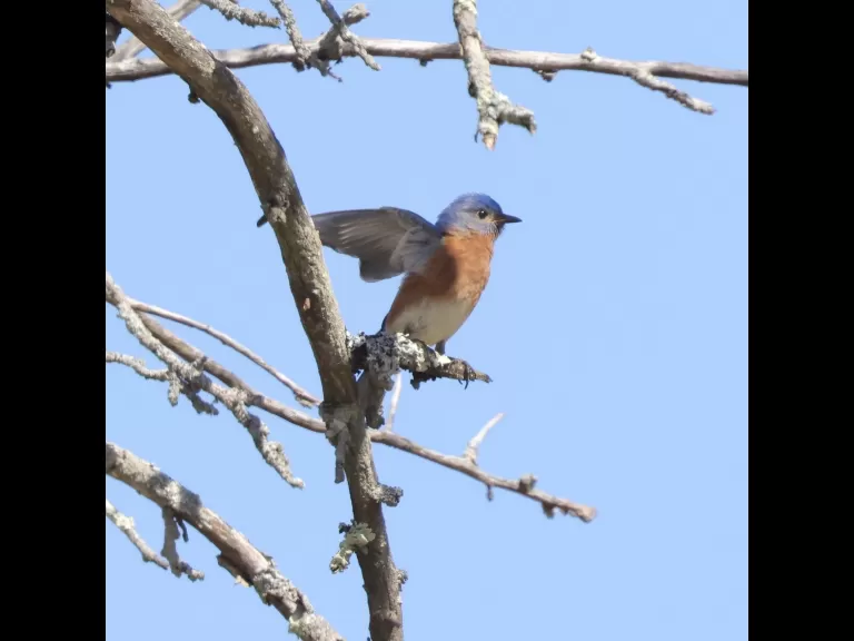A downy woodpecker at Breakneck Hill Conservation Land in Southborough, photographed by Steve Forman.