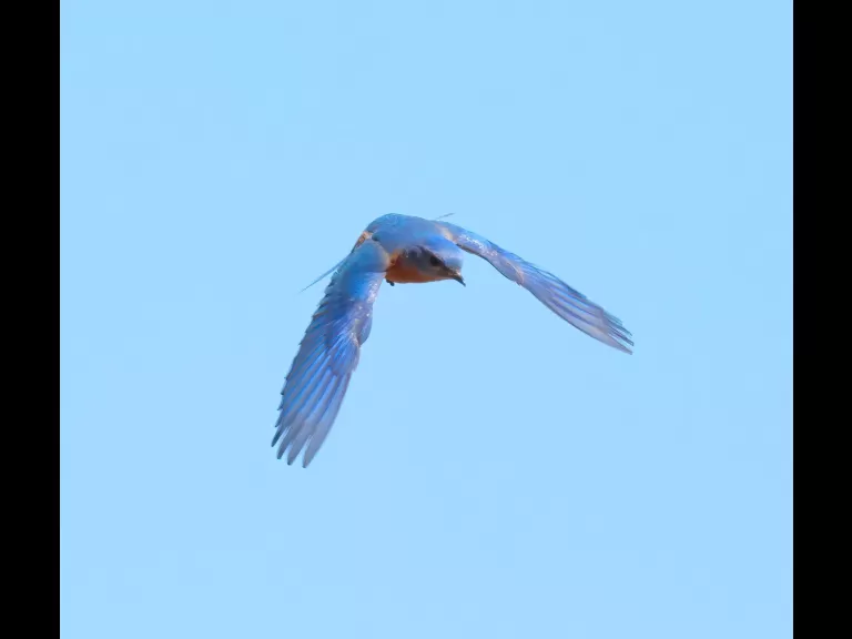 A downy woodpecker at Breakneck Hill Conservation Land in Southborough, photographed by Steve Forman.