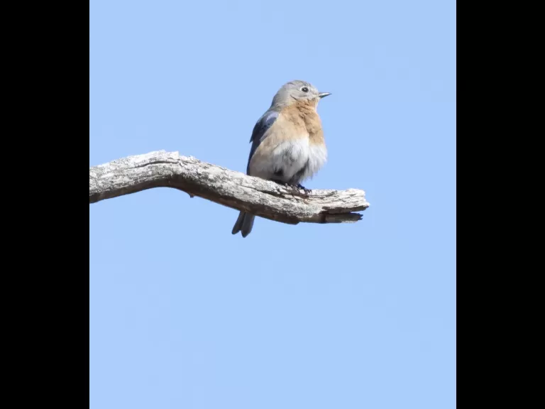 A downy woodpecker at Breakneck Hill Conservation Land in Southborough, photographed by Steve Forman.