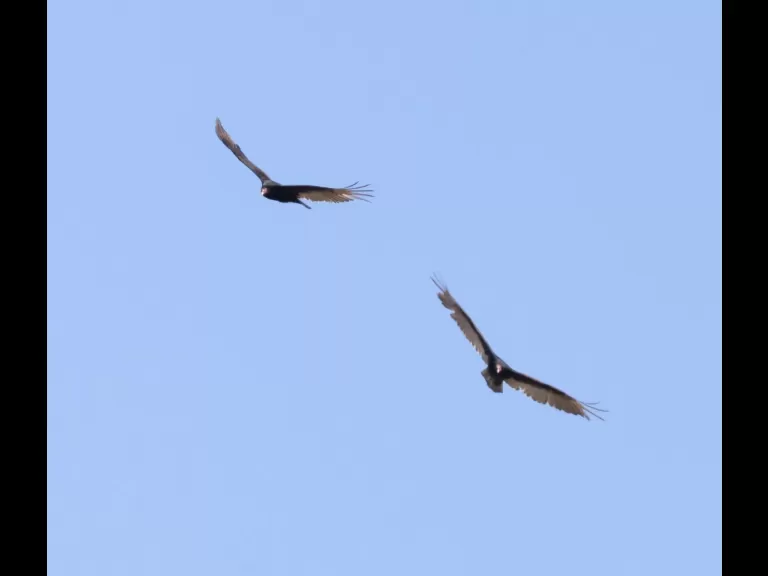 A downy woodpecker at Breakneck Hill Conservation Land in Southborough, photographed by Steve Forman.