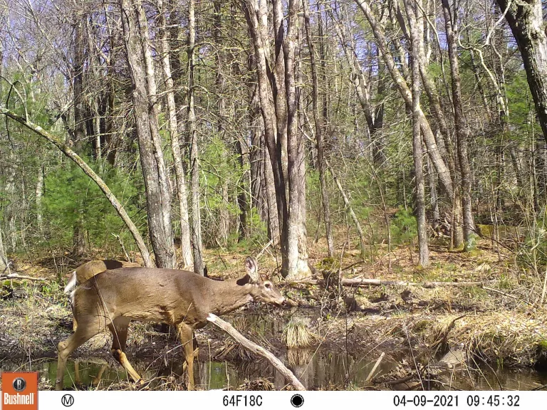 A white-tailed deer at SVT's General Federation of Women's Clubs of Massachusetts Memorial Forest in Sudbury, photographed with an automatically triggered wildlife camera by Craig Smith.