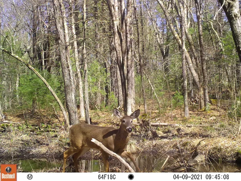 A white-tailed deer at SVT's General Federation of Women's Clubs of Massachusetts Memorial Forest in Sudbury, photographed with an automatically triggered wildlife camera by Craig Smith.