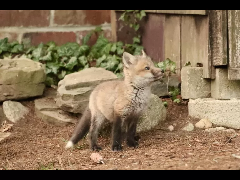 A red fox kit in Sudbury, photographed by Russ Place.