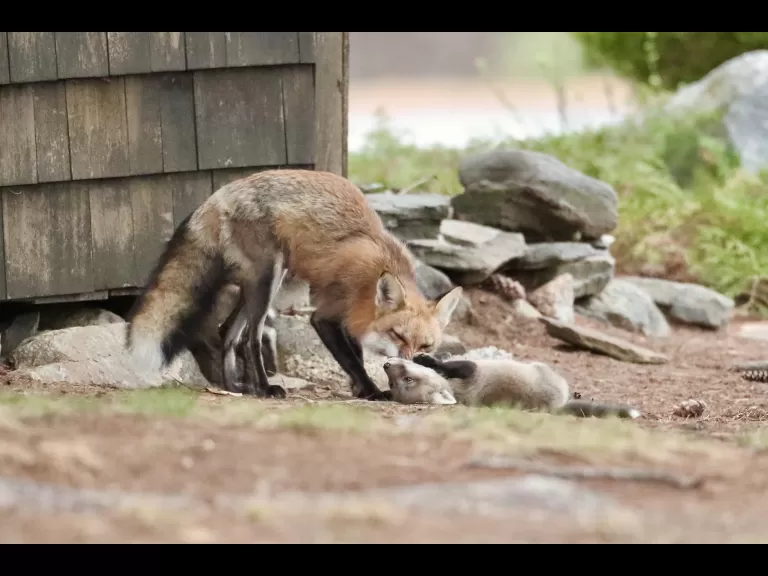 Red foxes in Sudbury, photographed by Russ Place.