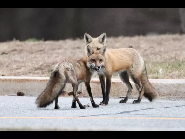 Red foxes in Sudbury, photographed by Russ Place.