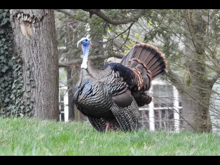 A turkey in Natick, photographed by Chuck Hill.