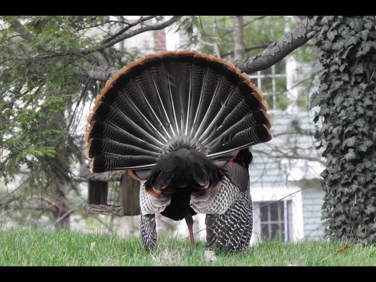 A turkey in Natick, photographed by Chuck Hill.