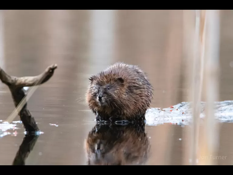 A muskrat in Bolton, photographed by Jon Turner.