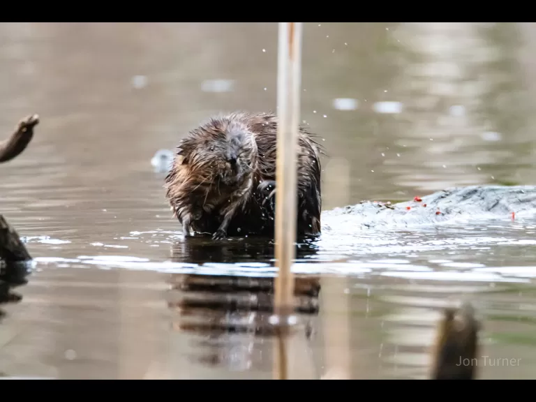 A muskrat in Bolton, photographed by Jon Turner.