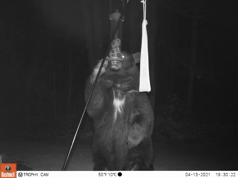 An American black bear in Northborough, photographed by Brett Miller.