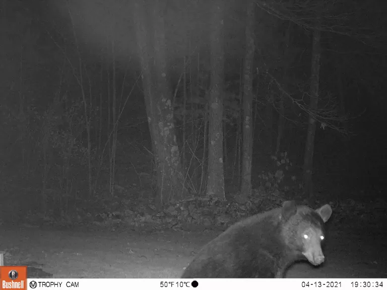 An American black bear in Northborough, photographed by Brett Miller.
