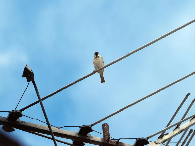 A black-capped chickadee in Northborough, photographed by Sandy Howard.