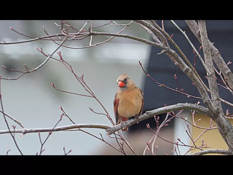A black-capped chickadee in Northborough, photographed by Sandy Howard.