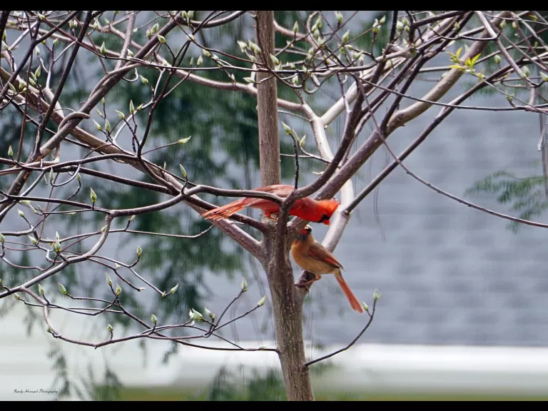 A black-capped chickadee in Northborough, photographed by Sandy Howard.