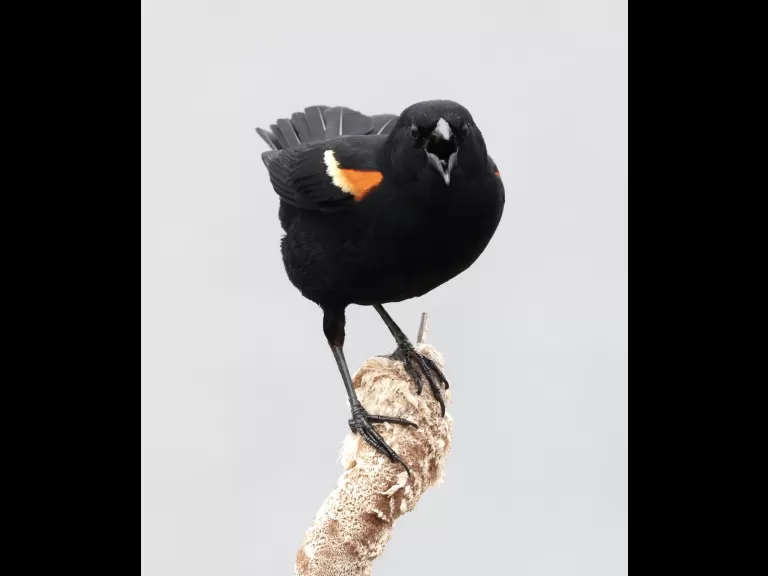 A red-winged blackbird at Farm Pond in Framingham, photographed by Steve Forman.