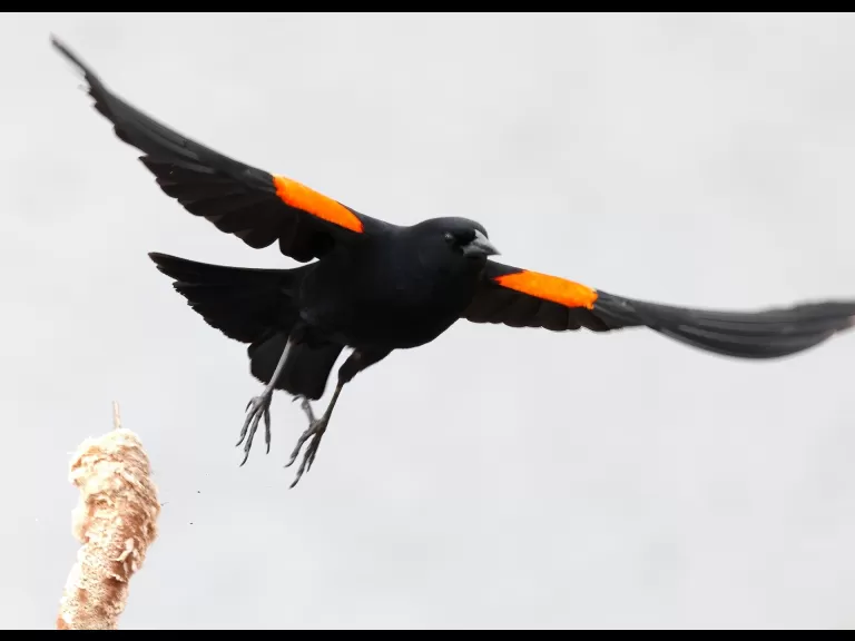 A red-winged blackbird at Farm Pond in Framingham, photographed by Steve Forman.