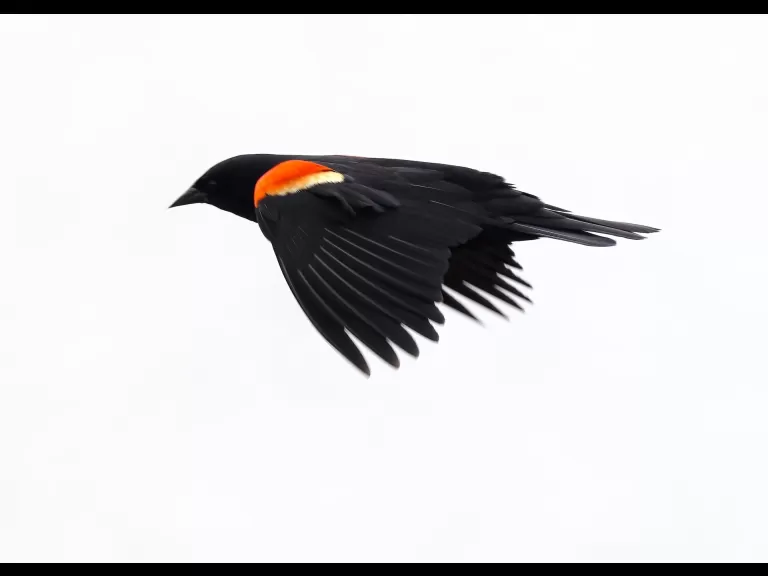 A red-winged blackbird at Farm Pond in Framingham, photographed by Steve Forman.