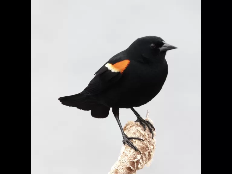 A red-winged blackbird at Farm Pond in Framingham, photographed by Steve Forman.