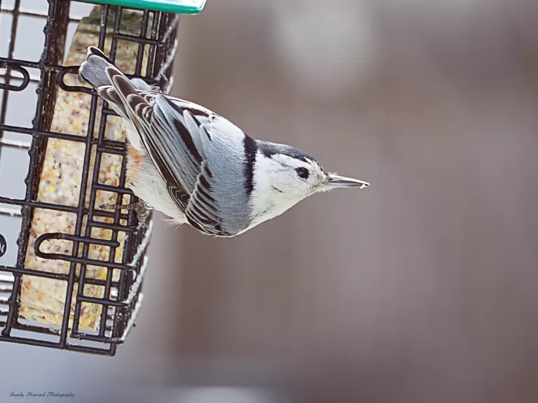 A black-capped chickadee in Northborough, photographed by Sandy Howard.