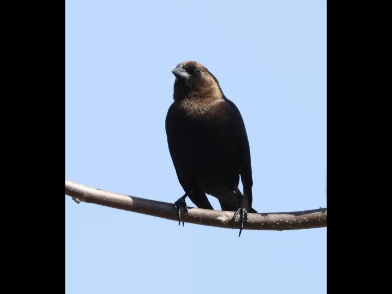 A brown-headed cowbird at Breakneck Hill Conservation Land in Southborough, photographed by Steve Forman.