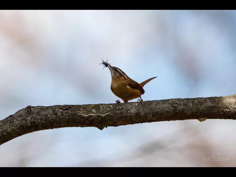 A muskrat in Bolton, photographed by Jon Turner.
