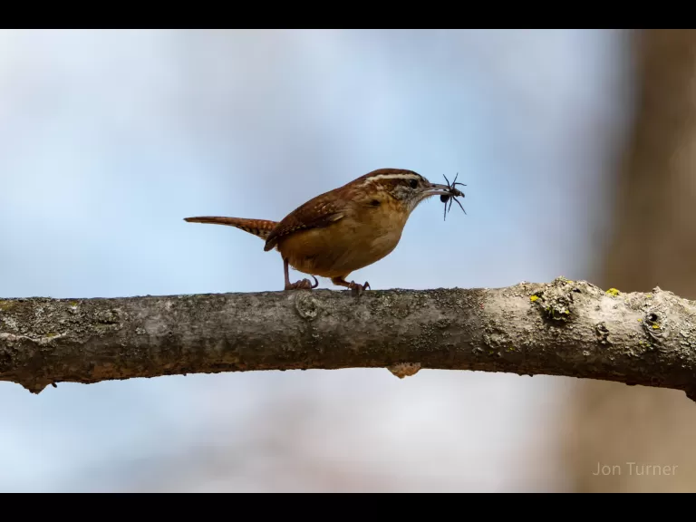A muskrat in Bolton, photographed by Jon Turner.