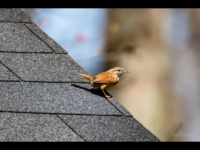 A muskrat in Bolton, photographed by Jon Turner.