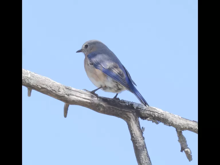 A brown-headed cowbird at Breakneck Hill Conservation Land in Southborough, photographed by Steve Forman.