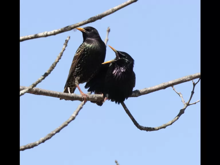 A brown-headed cowbird at Breakneck Hill Conservation Land in Southborough, photographed by Steve Forman.