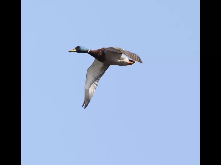 A common grackle at Hager Pond in Marlborough, photographed by Steve Forman.