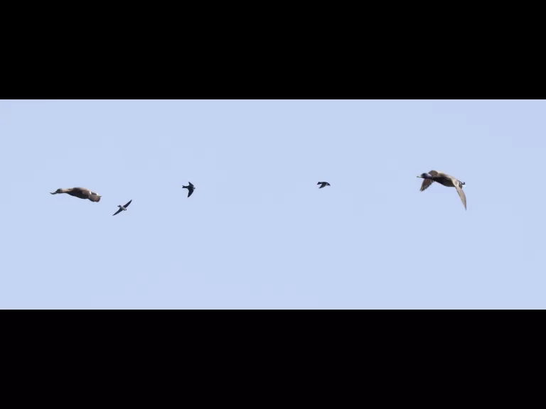 A common grackle at Hager Pond in Marlborough, photographed by Steve Forman.