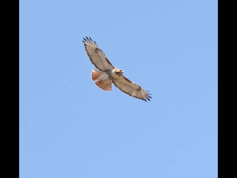 A brown-headed cowbird at Breakneck Hill Conservation Land in Southborough, photographed by Steve Forman.