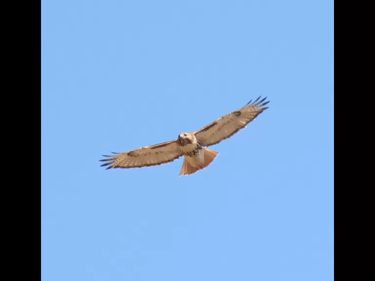A brown-headed cowbird at Breakneck Hill Conservation Land in Southborough, photographed by Steve Forman.