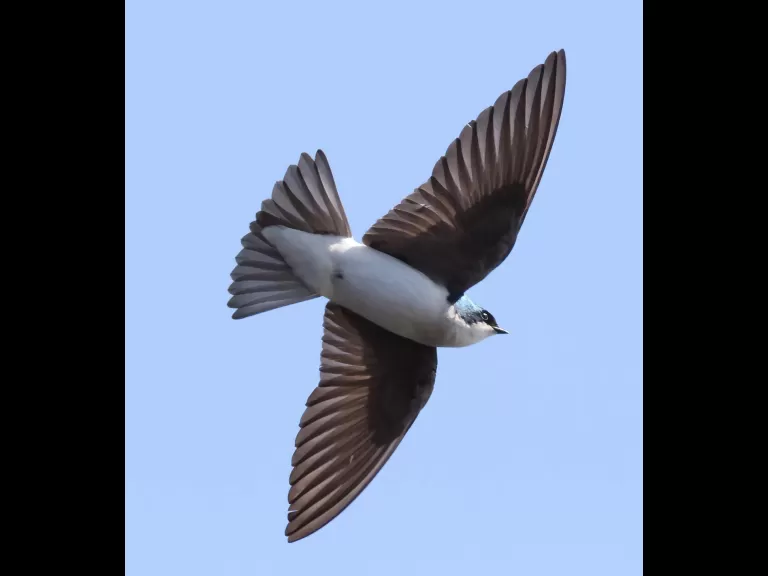 A common grackle at Hager Pond in Marlborough, photographed by Steve Forman.