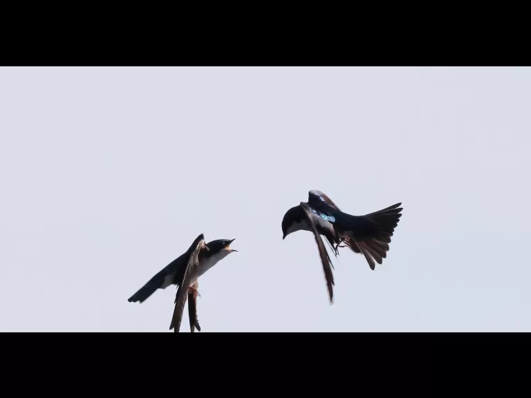 A common grackle at Hager Pond in Marlborough, photographed by Steve Forman.