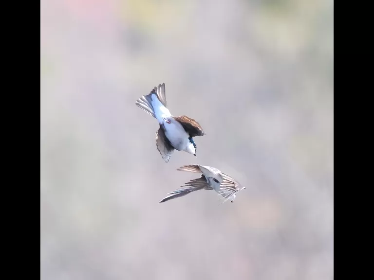 A common grackle at Hager Pond in Marlborough, photographed by Steve Forman.