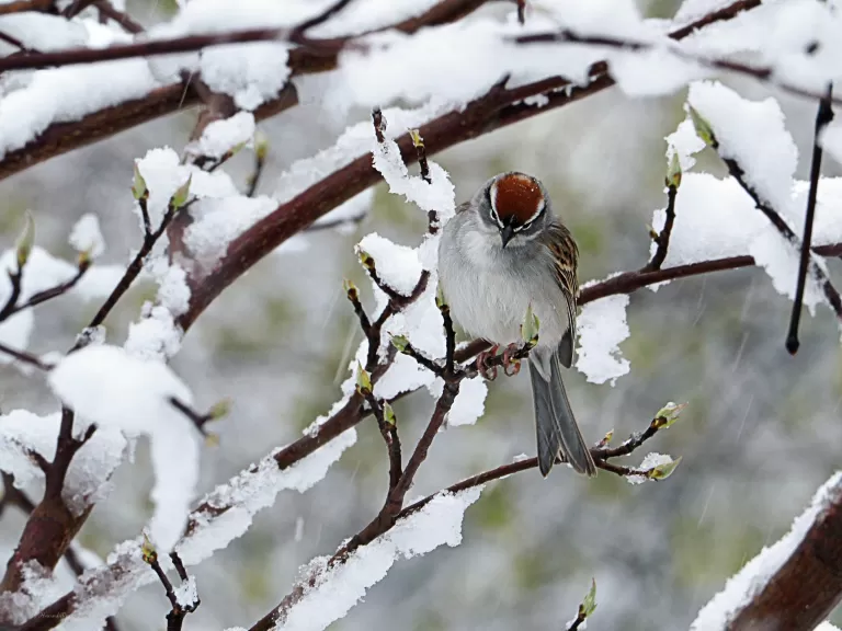 A chipping sparrow in Northborough, photographed by Sandy Howard.