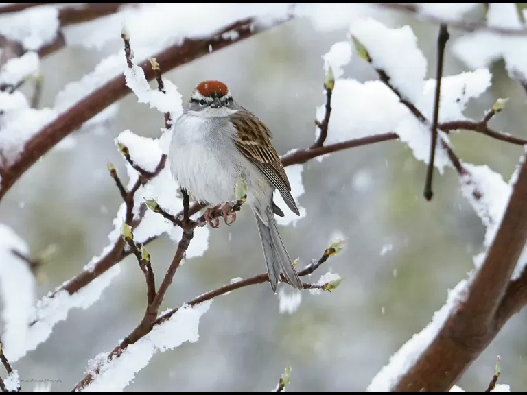 A chipping sparrow in Northborough, photographed by Sandy Howard.