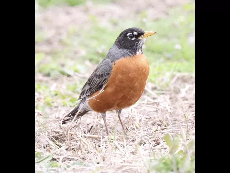 An American robin at Breakneck Hill Conservation Land in Southborough, photographed by Steve Forman.