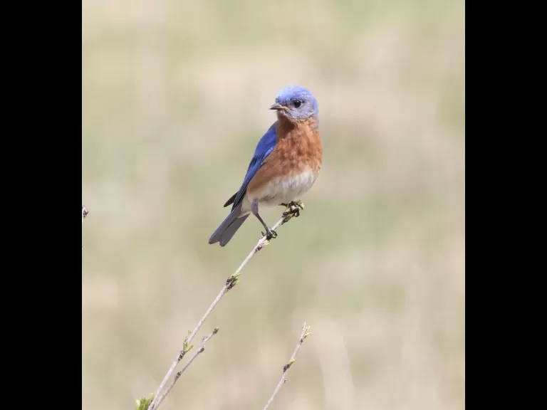 An American robin at Breakneck Hill Conservation Land in Southborough, photographed by Steve Forman.