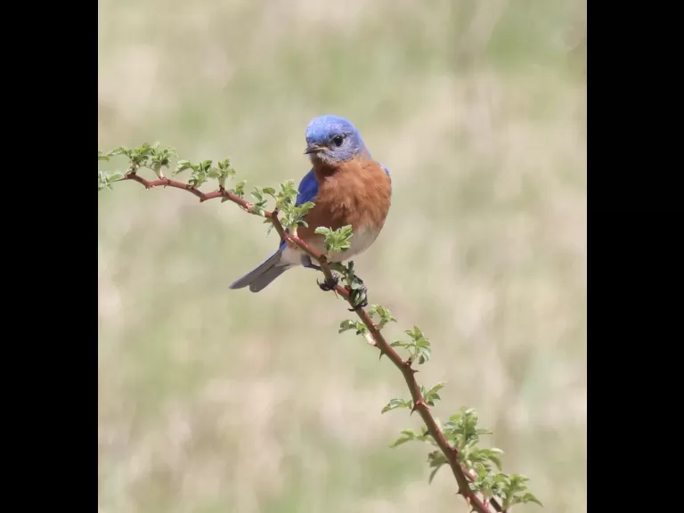 An American robin at Breakneck Hill Conservation Land in Southborough, photographed by Steve Forman.