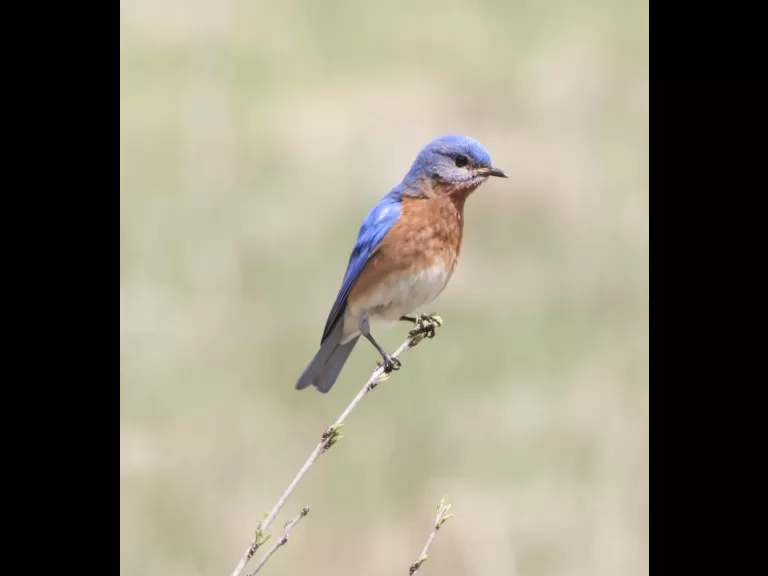 An American robin at Breakneck Hill Conservation Land in Southborough, photographed by Steve Forman.