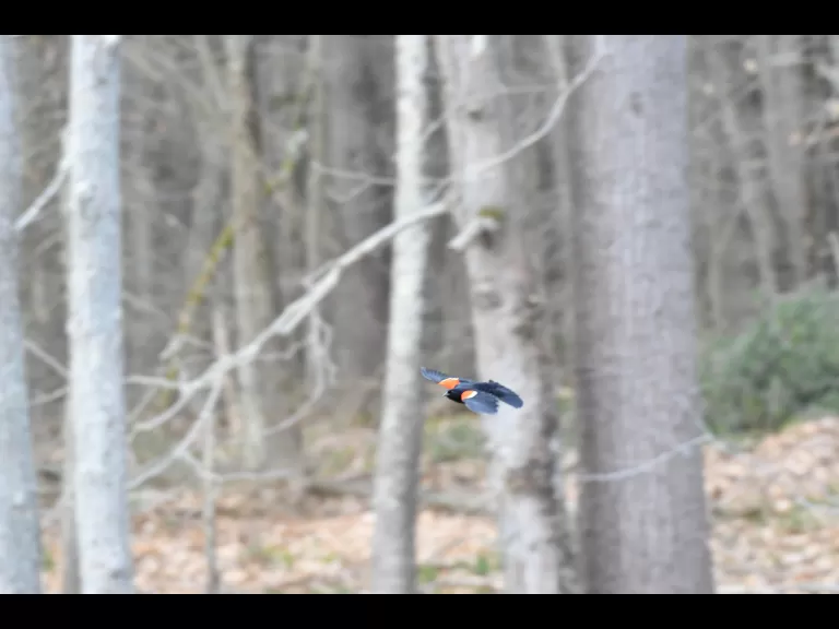 A red-winged blackbird in Framingham, photographed by Gail Sartori.