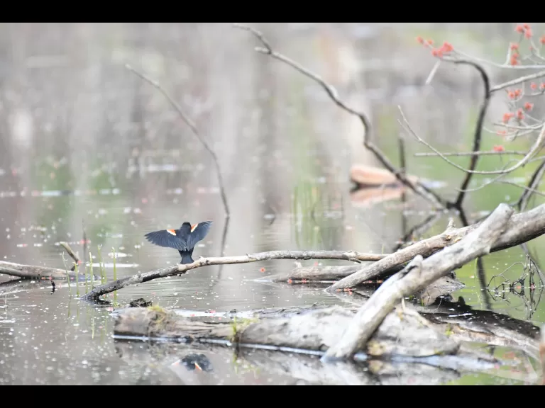 A red-winged blackbird in Framingham, photographed by Gail Sartori.