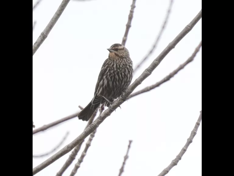 An American robin at Breakneck Hill Conservation Land in Southborough, photographed by Steve Forman.