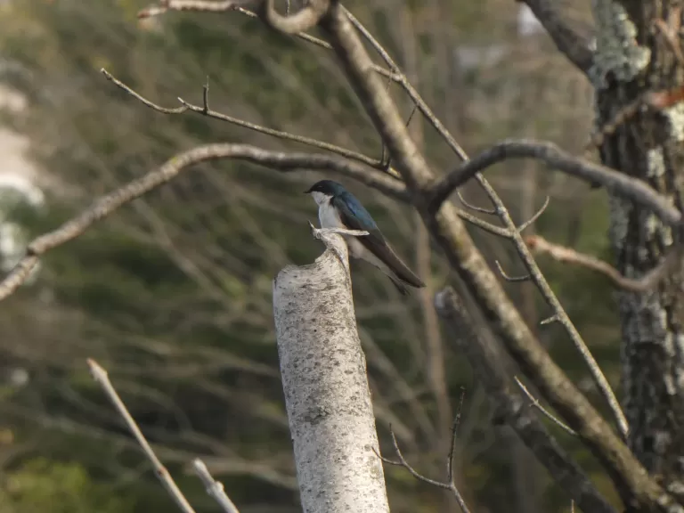 A tree swallow in Framingham, photographed by Lucian Vazquez.
