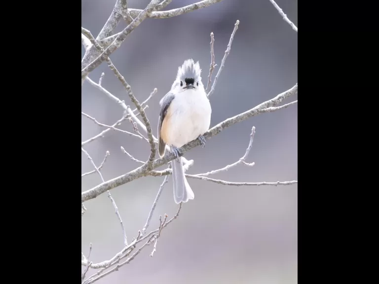 An American robin at Breakneck Hill Conservation Land in Southborough, photographed by Steve Forman.