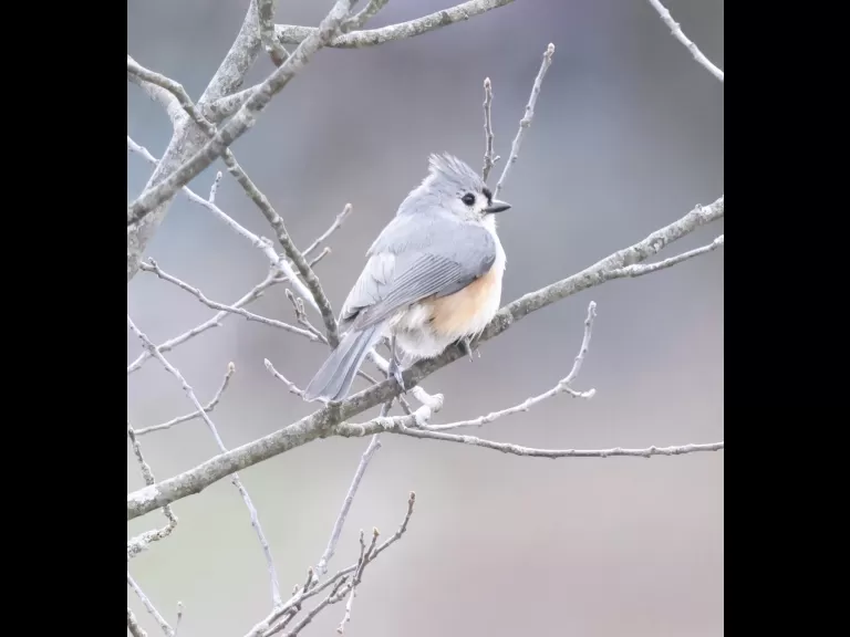 An American robin at Breakneck Hill Conservation Land in Southborough, photographed by Steve Forman.